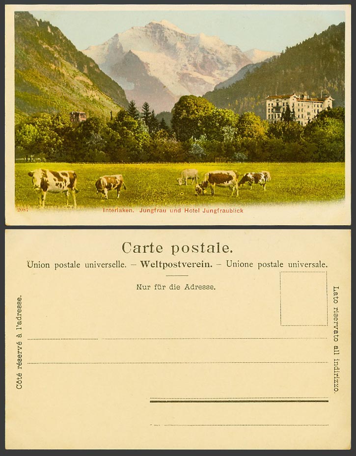 Switzerland Swiss Old Postcard Interlaken Cows Jungfrau und Hotel Jungfraublick
