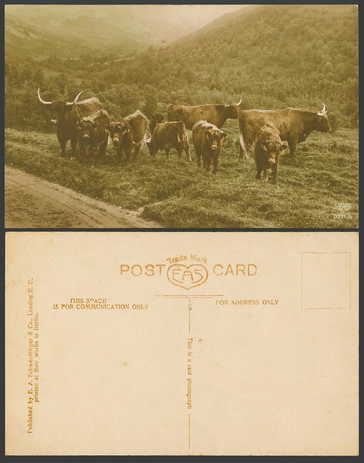 Highland Cattle Animals, Mountains Hills Old Real Photo Colour Postcard Scotland