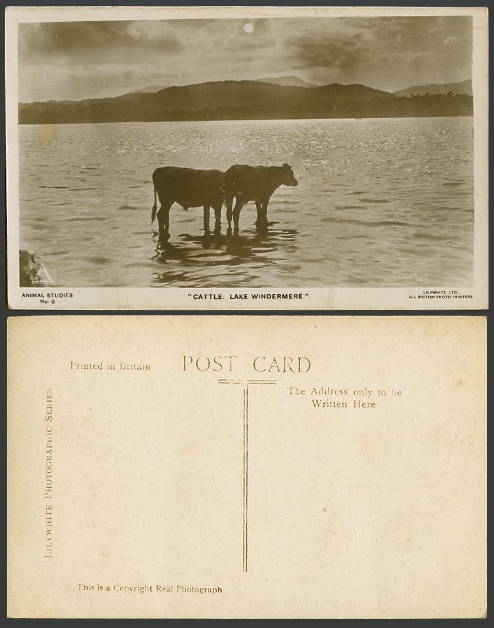 Windermere Lake, Cattle in Water, Cumbria Old Real Photo Postcard Animal Studies