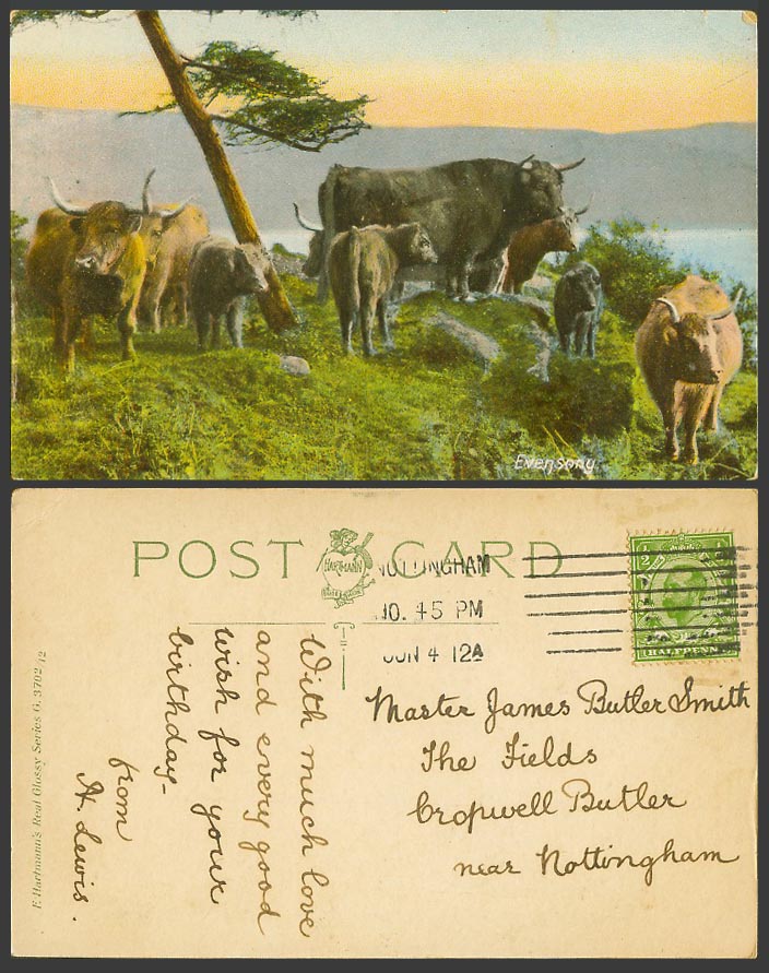 Highland Cattle Cow Bull Animals 1912 Old Color Postcard Even Song Sony Evensony