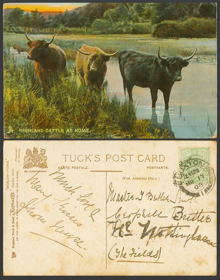 Highland Cattle at Home Scottish Animals, Cow, Scotland 1908 Old Tuck's Postcard