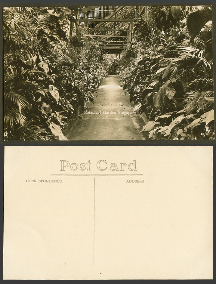 Singapore Old Real Photo Postcard Interior of Botanical Garden, Botanic Gardens