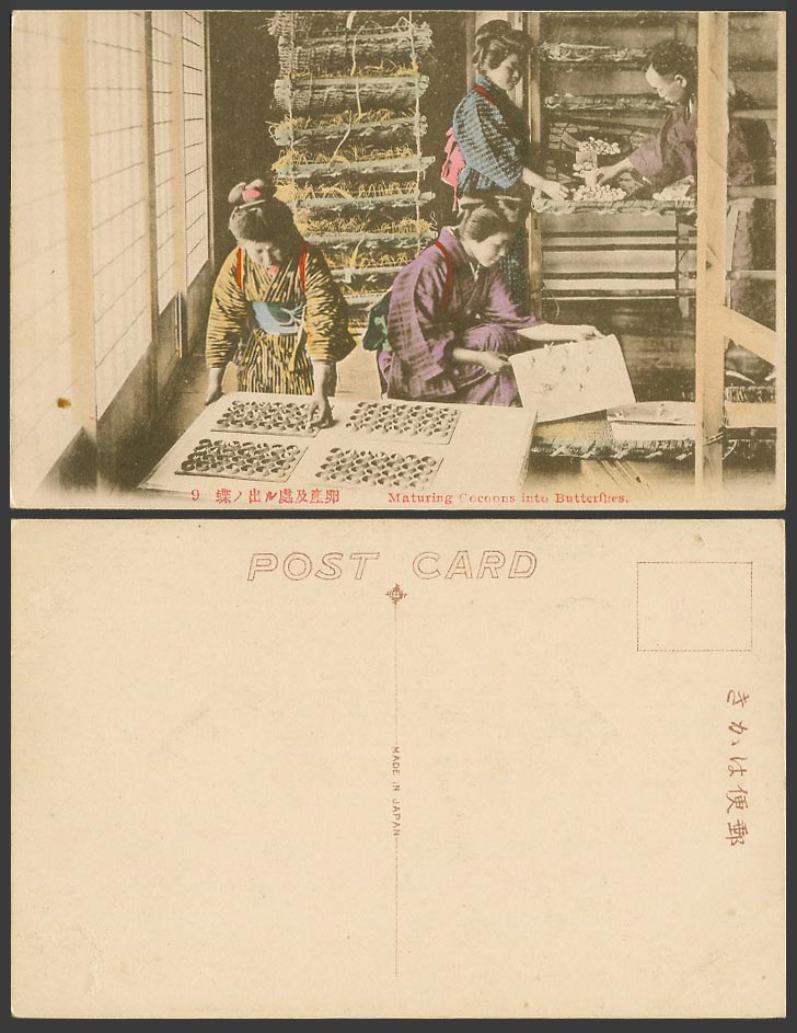 Japan Old Hand Tinted Postcard Maturing Cocoons into Butterflies Silk Worm 蝶出處產卵
