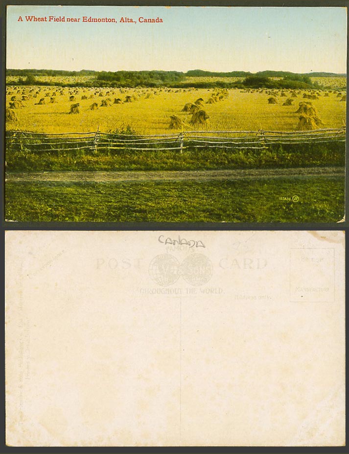 Canada Old Colour Postcard A Wheat Field near Edmonton Alta Alberta, Wheatstacks