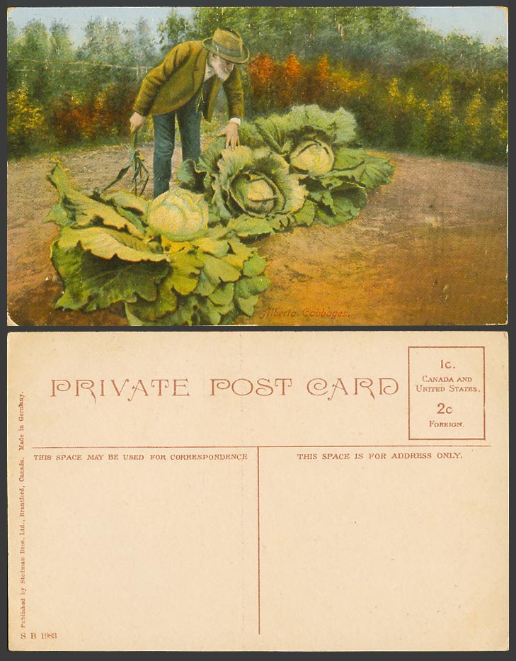 Canada Old Colour Postcard Alberta Cabbages Giant Cabbage Vegetables Old Man Hat
