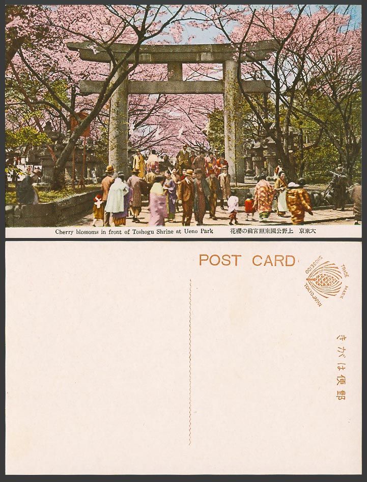 Japan Old Colour Postcard Ueno Park Cherry Blossoms Toshogu Shrine Tokyo 東照宮前櫻花