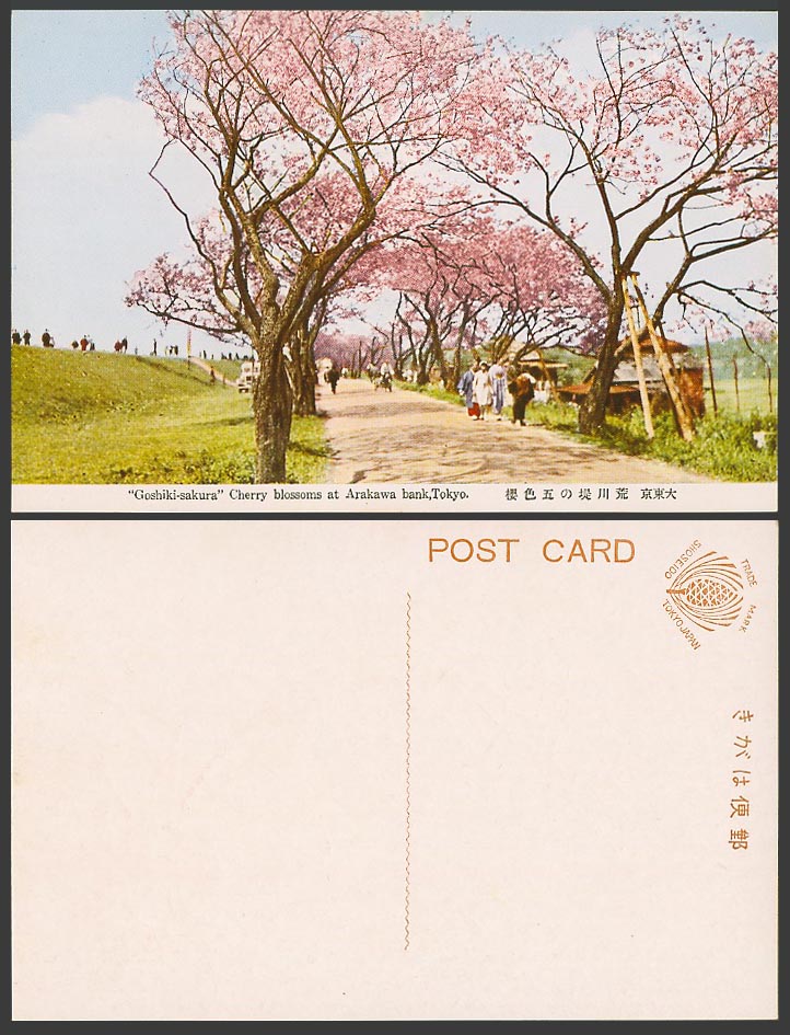 Japan Old Postcard Goshiki-Sakura Cherry Blossoms, Arakawa Bank Tokyo 大東京 荒川堤五色櫻