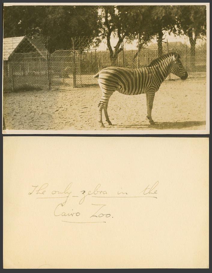 Egypt Old Real Photo, The Only Zebra in The Cairo Zoo Animal, Zoological Gardens