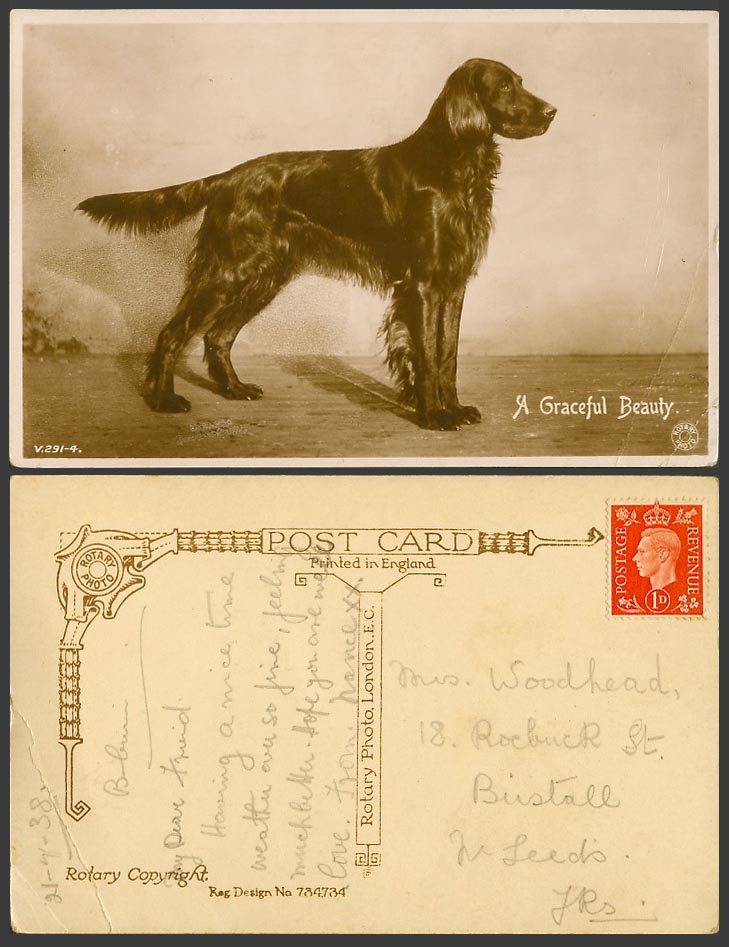 Dog Puppy, A Graceful Beauty, Pet Animal, 1938 KG6 1d on Old Real Photo Postcard
