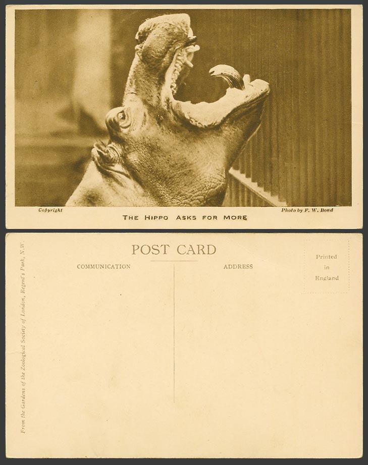 Hippopotamus The Hippo. Asks for More, London Zoo Animal F.W. Bond Old Postcard