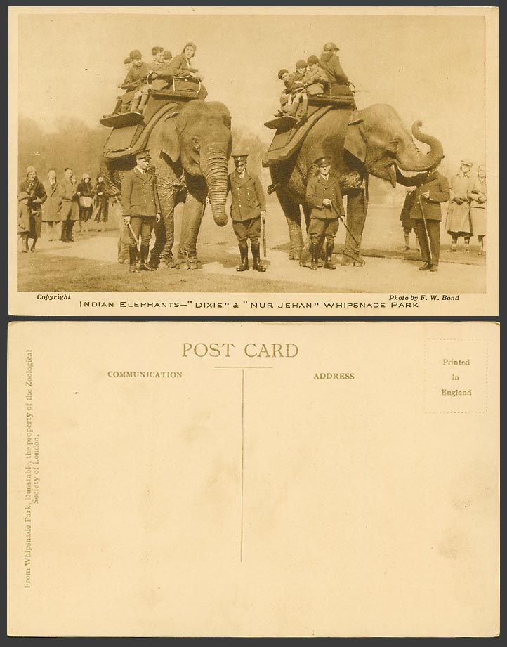 Indian Elephants Dixie Nur Jehan Whipsnade Park Zoo Elephant Riders Old Postcard