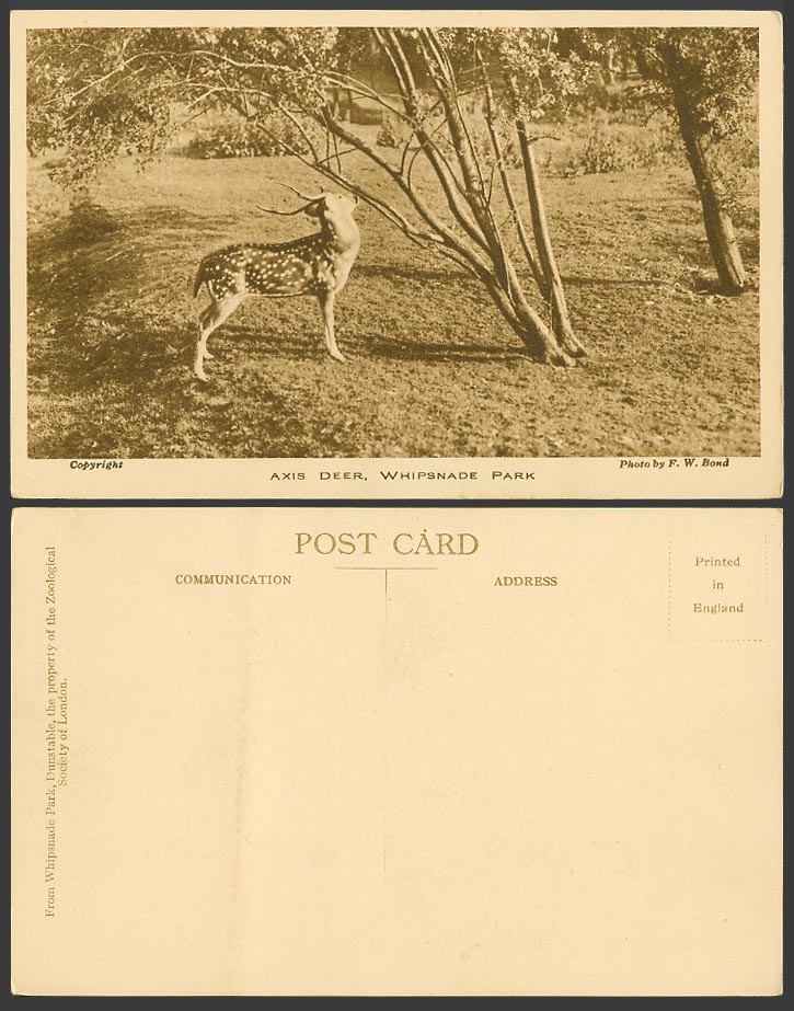Chital Spotted AXIS DEER Zoo Animal Whipsnade Park, Photo F.W. Bond Old Postcard
