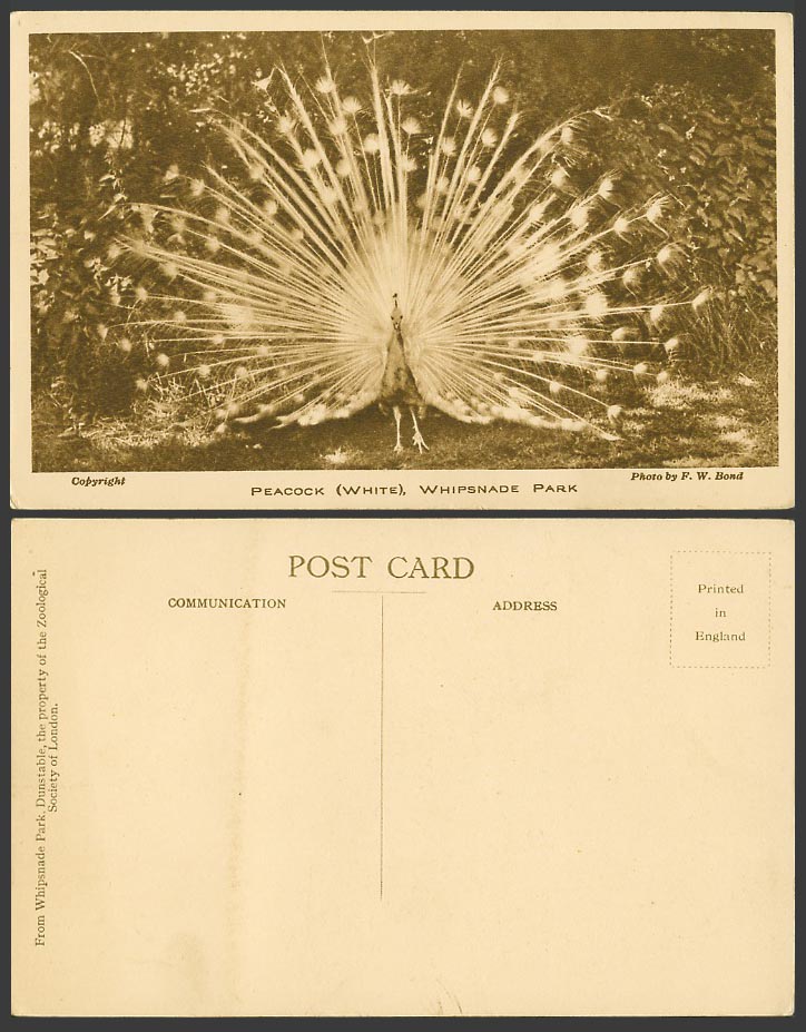 White Peacock Bird Feather Display at Whipsnade Zoo Photo F.W. Bond Old Postcard