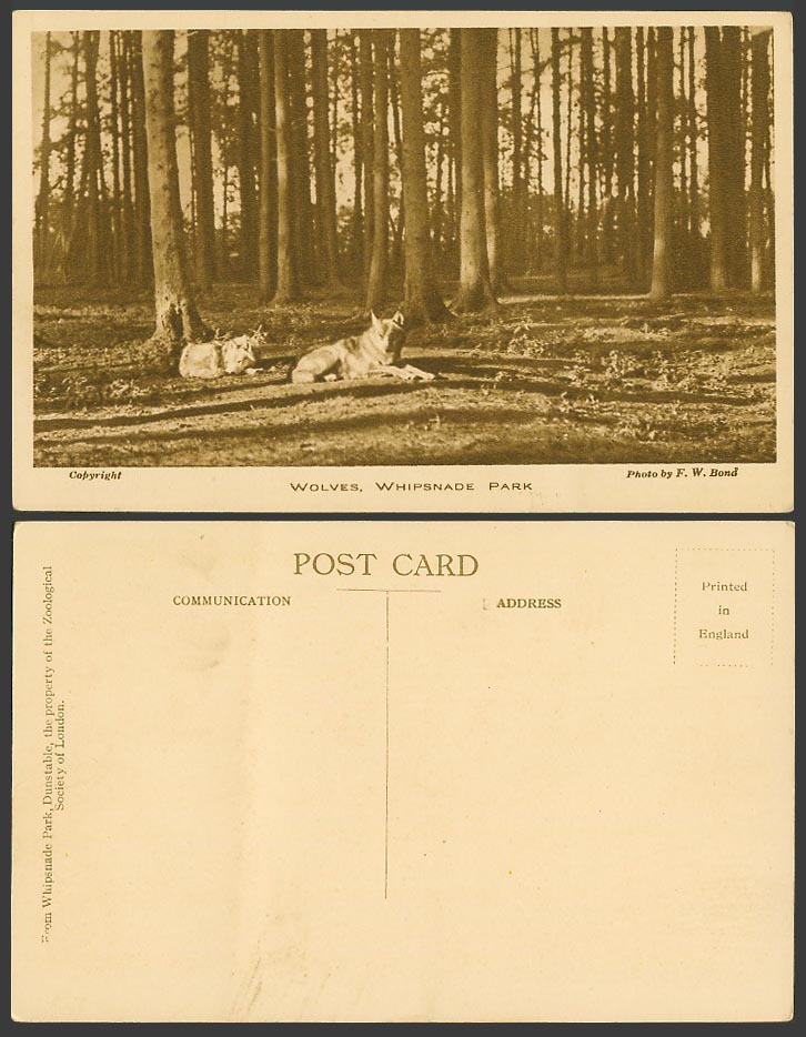 WOLVES in WOLF WOOD Whipsnade Park Safari Zoo Animals, by F.W. Bond Old Postcard