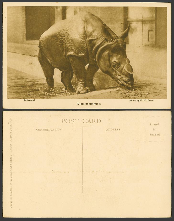Rhinoceros Rhino London Zoo Zoological Gardens Animal Photo FW Bond Old Postcard