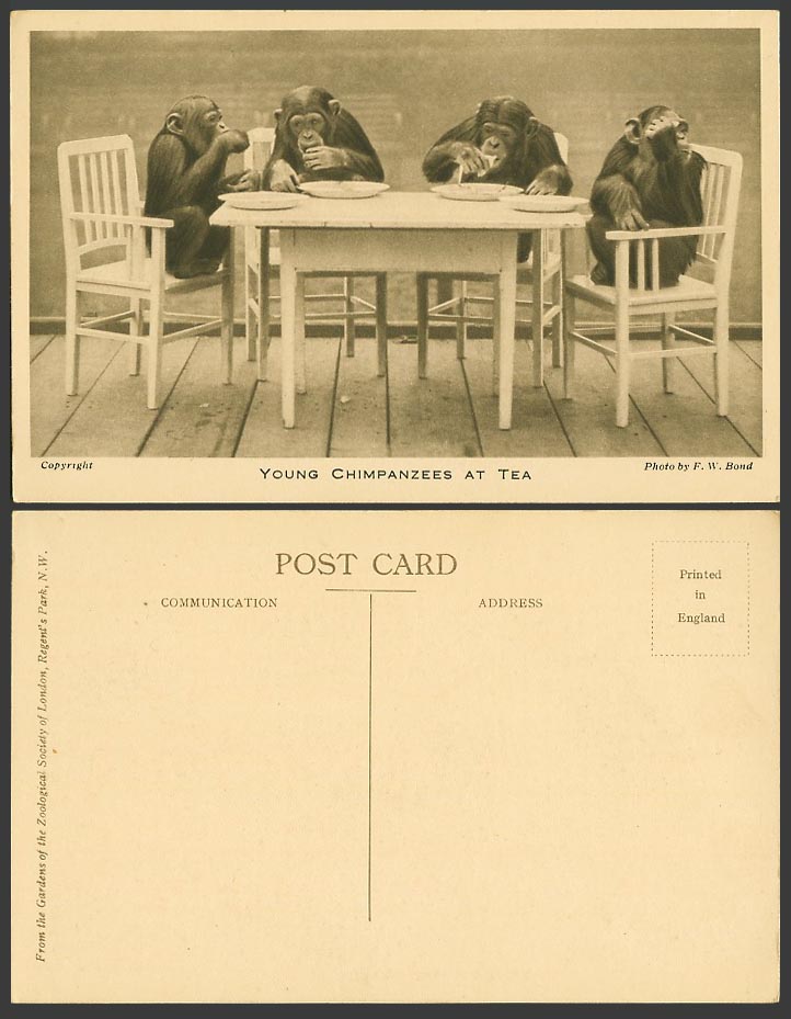 Young CHIMPANZEES at TEA Old Postcard Monkeys London Zoo Animals Eat from Plates