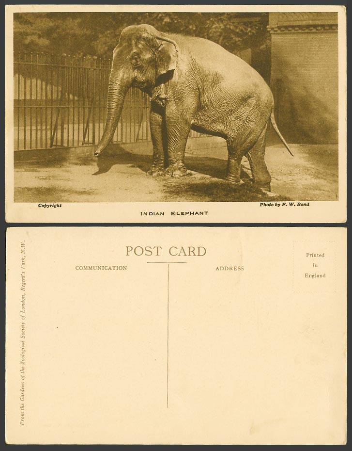 India Indian Elephant, London Zoo Animal FW Bond Old Postcard Zoological Gardens