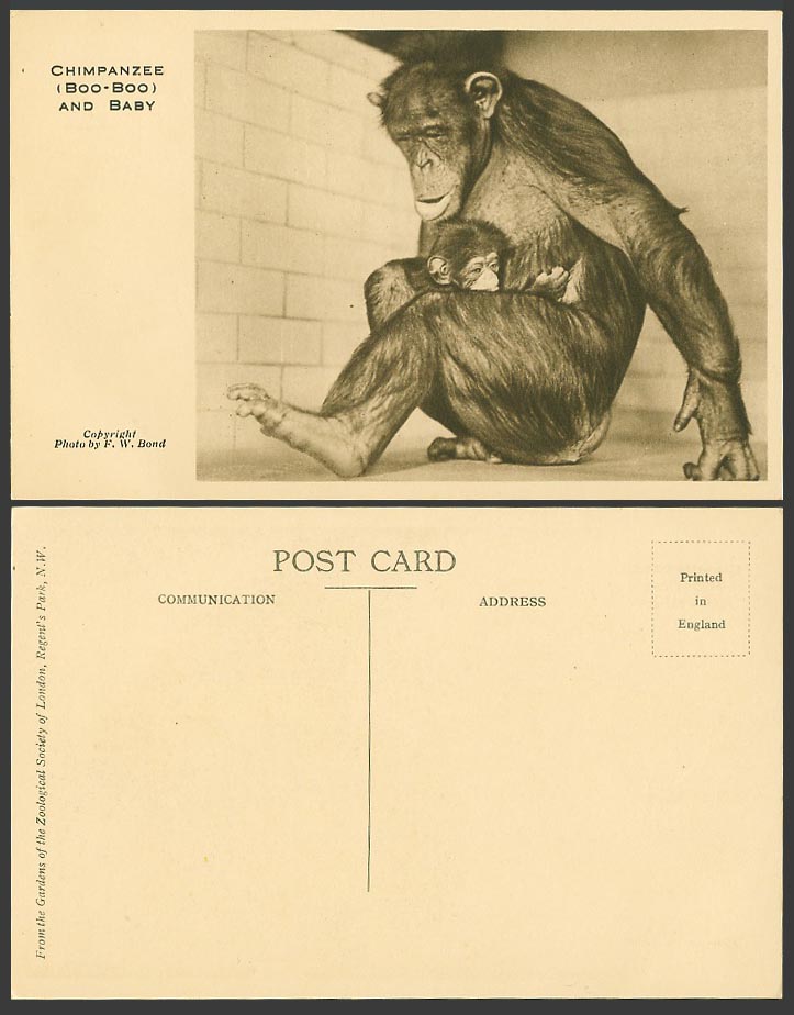 Chimpanzees Boo-Boo and Baby Monkeys London Zoo, Photo by F.W. Bond Old Postcard