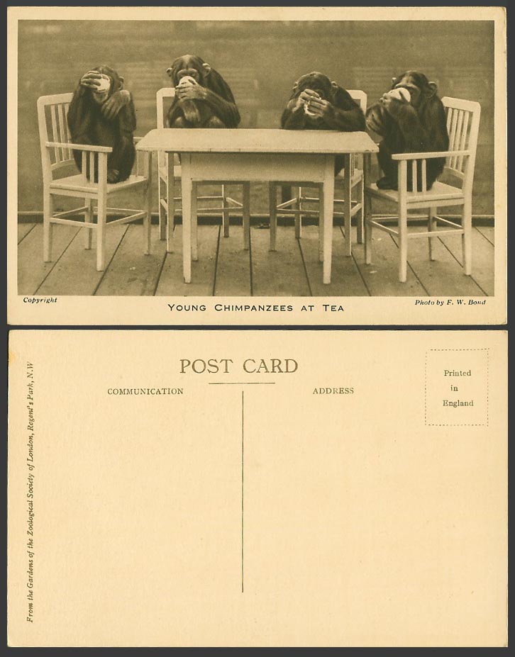 Young CHIMPANZEES at TEA Old Postcard Monkeys London Zoo Animals Drink from Mugs