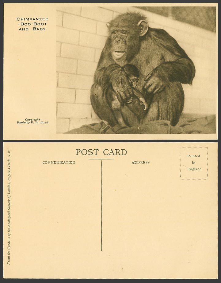 Chimpanzee Boo-Boo and Baby London Zoo Animals by F.W. Bond Old Postcard Monkeys