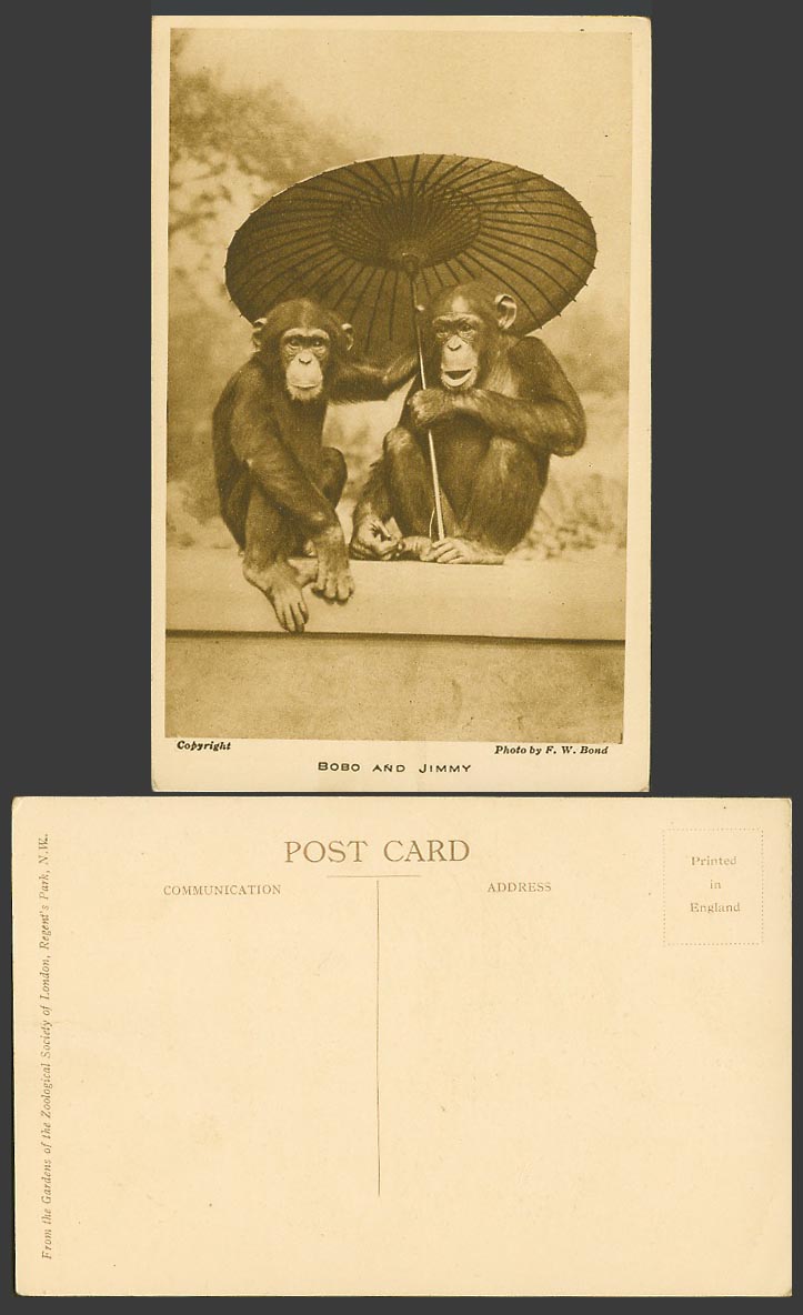 Bobo & Jimmy Chimpanzees Umbrella Parasol Monkey London Zoo Animals Old Postcard