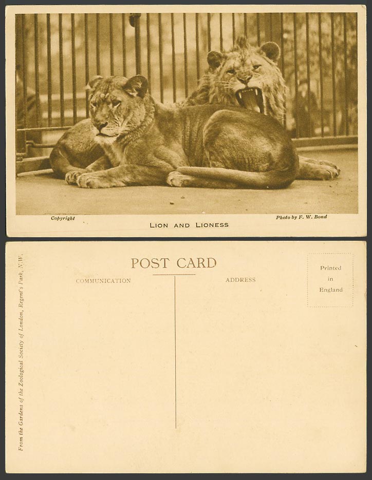 Lion and Lioness Animals, Photo F.W. Bond, London Zoo Regent's Park Old Postcard