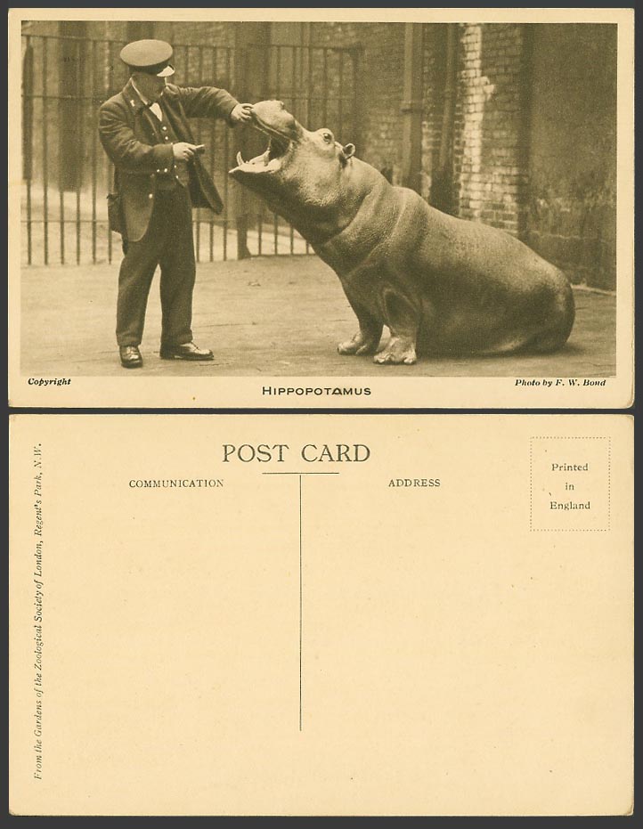 Hippopotamus and Keeper Hippo. Zookeeper Zoo Animal Photo F.W. Bond Old Postcard