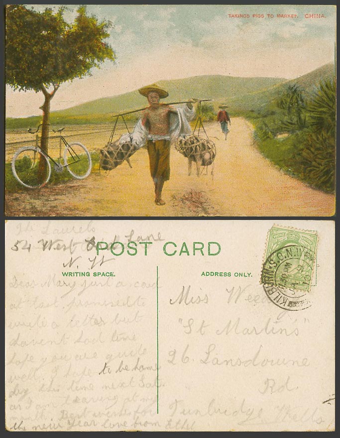 China 1910 Old Postcard A Chinese Coolie Man Taking PIGS to Market BICYCLE Bike