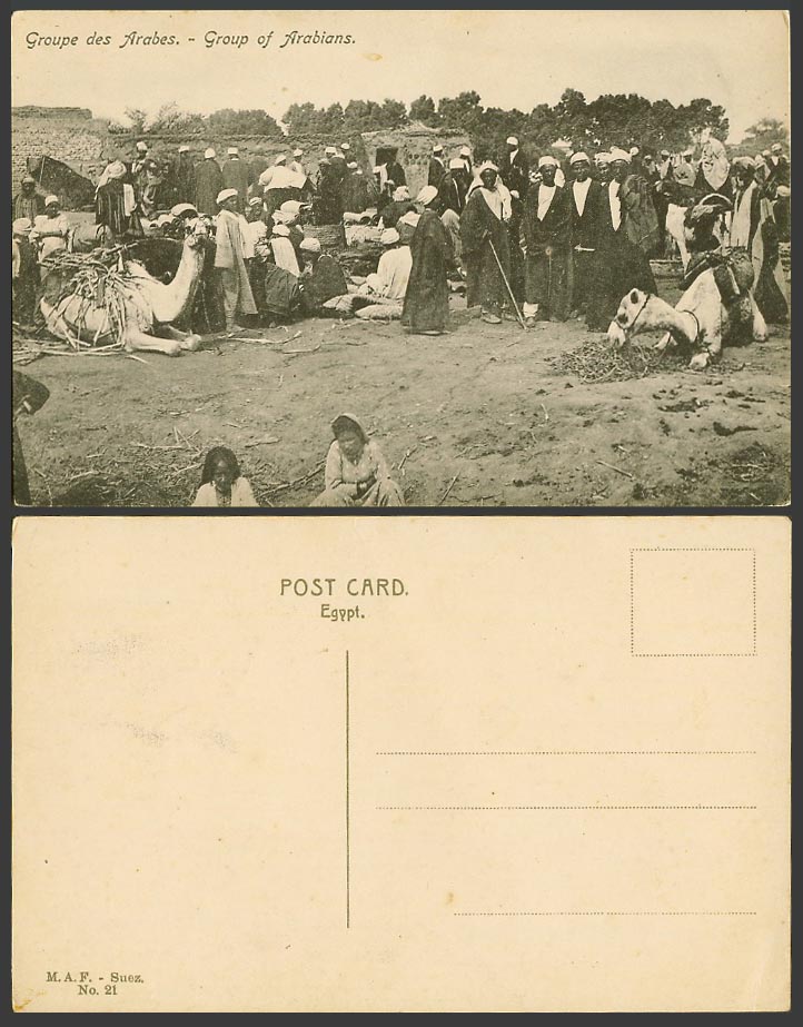 Egypt Old Postcard Group des Arabes Arabians Arab Men Camels Resting M.A.F. Suez