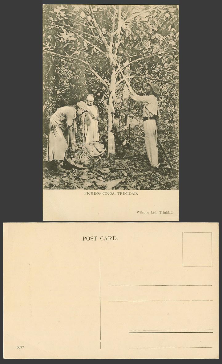 Trinidad Old Postcard Native Pickers Picking Cocoa Trees British West Indies BWI