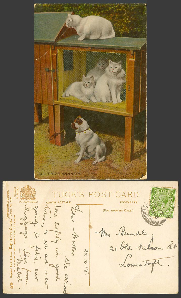 Persian Cats & Bull Dog All Prize Winners 1915 Old Postcard Kittendom in Catland