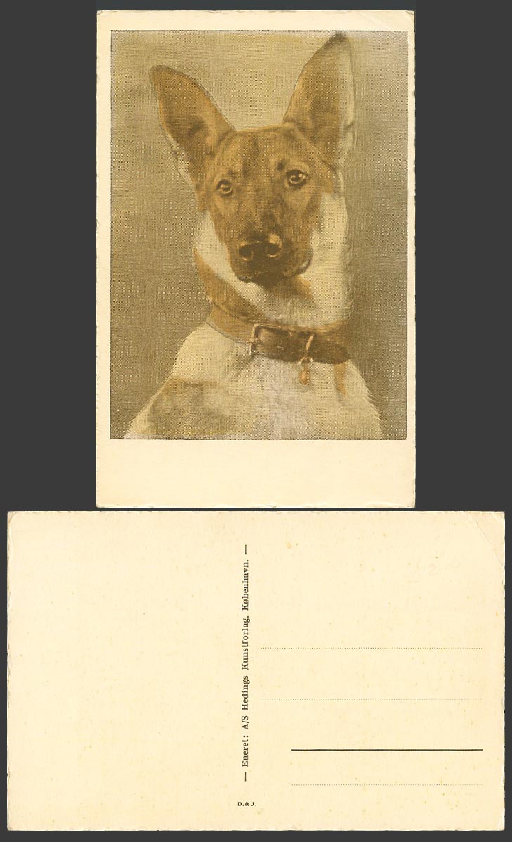 German Shepherd Dog with Dog Collar, Pet Animal, Danish Old Colour Postcard