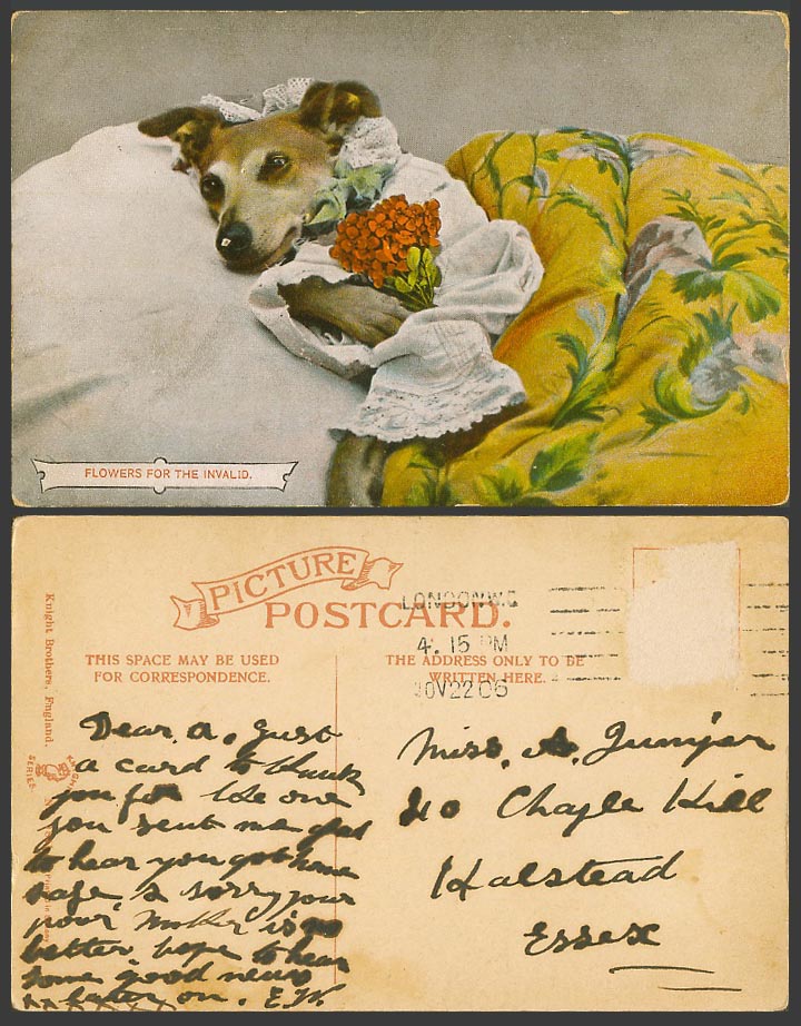 Dog Puppy on Bed with Flowers, For The Invalid, Animal 1906 Old Colour Postcard
