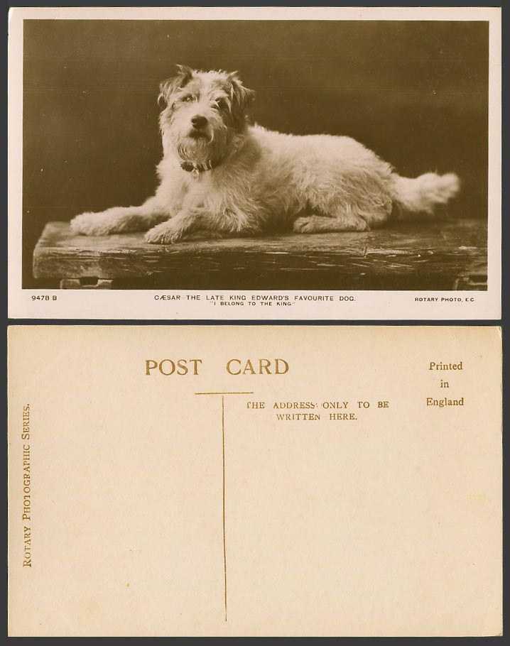 CAESAR Wire Fox Terrier Late King Edward VII Favourite Dog Old R. Photo Postcard