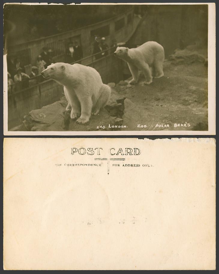 Polar Bear Bears London Zoo Animal Animals, Visitors Old Real Photo Postcard 248