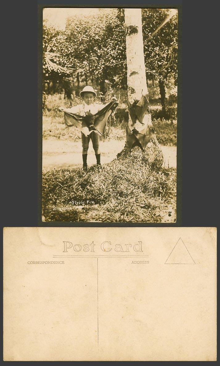 FLYING FOX BATS Singapore Native Malay Boy holding a BAT Old Real Photo Postcard