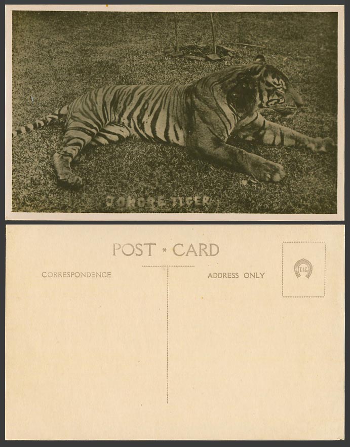 Johore Tiger Old Real Photo Postcard Straits Settlements Malaya Malay Animal RP