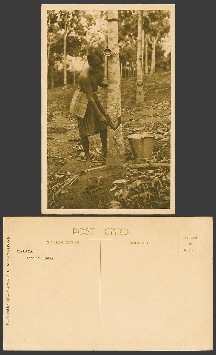 Singapore Malaya Tapper Tapping Rubber Tree Trees uses Dutch Method Old Postcard