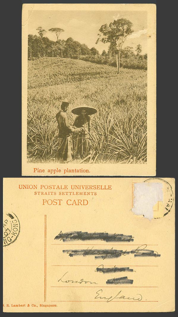 Singapore 1907 Old Postcard Pineapple Pine Apple Plantation Malay Farmers Fields