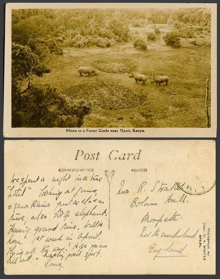 Kenya Rhinoceros Rhino Forest Glade near Nyeri, Air View Old Real Photo Postcard