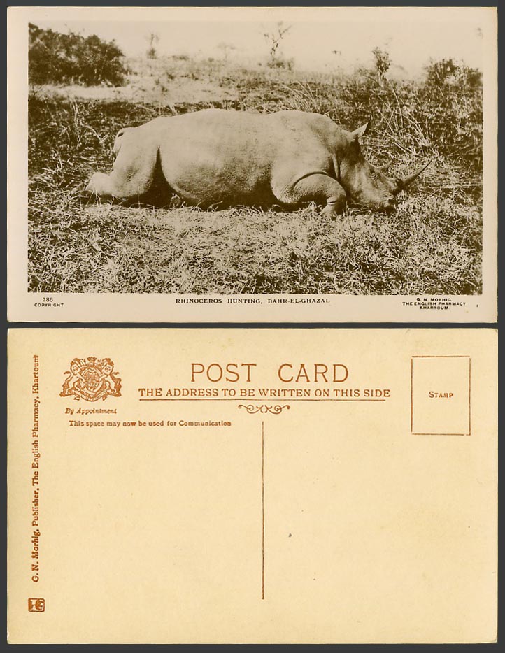 Sudan Rhino. Hunt Old Real Photo Postcard Rhinoceros Hunting at Bahr el Ghazal