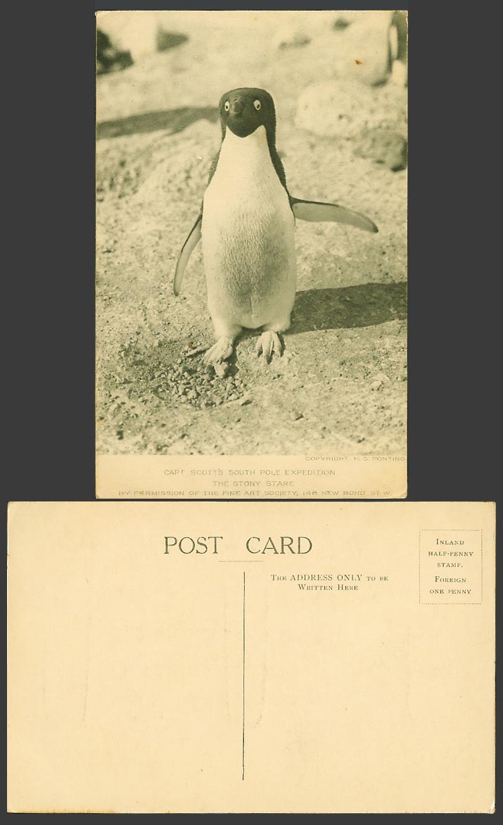 Capt Scott Antarctic South Pole Expedition, Penguin The Stony Stare Old Postcard