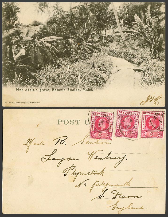 Seychelles KE7 6c x3 1907 Old Postcard MAHE, Botanic Station, Pine Apple's Grove