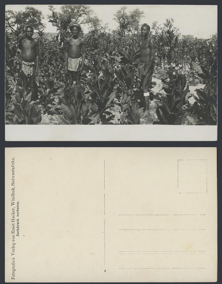 Namibia Windhuk German South West Africa Old RP Postcard 3 Men in Tobacco Fields