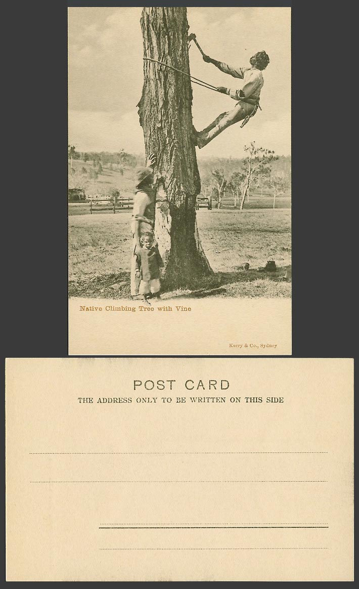 Australia Old UB Postcard Native Climbing Tree with Vine, Aboriginal Australians