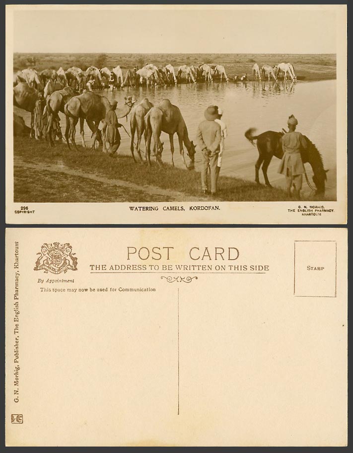 Sudan Old Real Photo Postcard Kordofan Watering Camels & Horse Drinking, Soldier