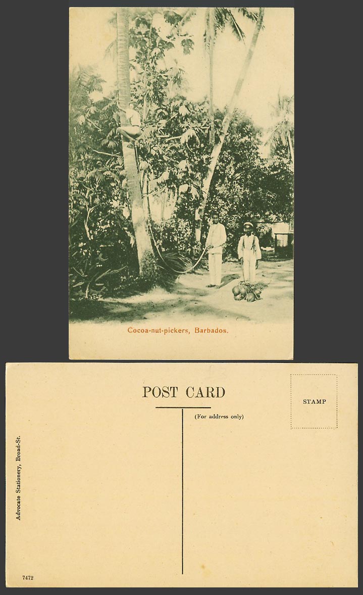 Barbados B.W.I. Old Postcard Cocoanut Pickers Native Coconut Tree Climber Ethnic