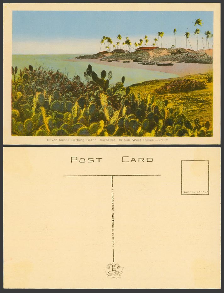 Barbados Old Postcard Silver Sands Bathing Beach Cacti Palm Trees Bridgetown BWI