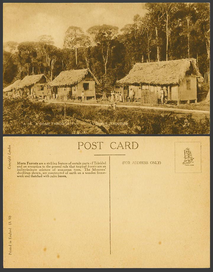 Trinidad Old Postcard Road through Mora Forest Thatched Labourers Dwellings Huts