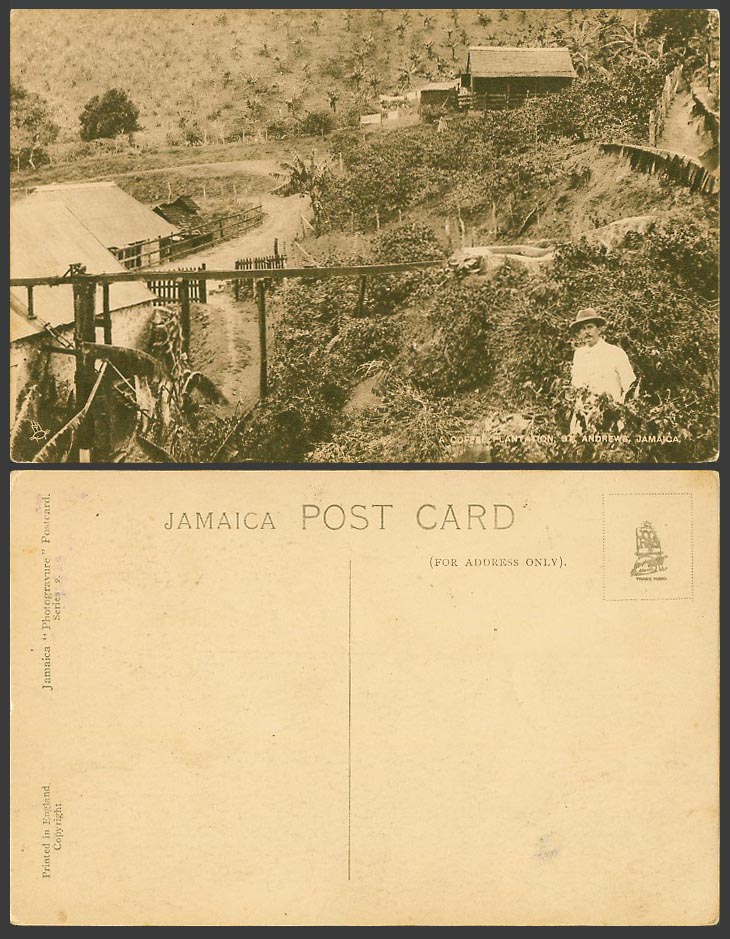 Jamaica Old Postcard A Coffee Plantation St. Andrews British West Indies. B.W.I